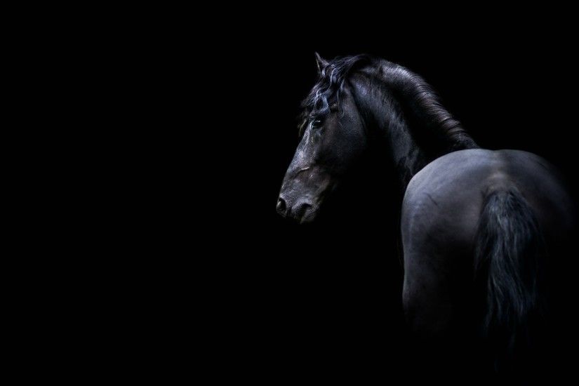 dark, Animals, Horse Wallpaper HD