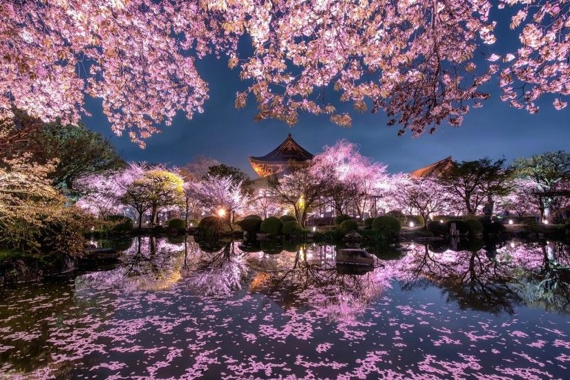 Japan Sakura Wallpaper
