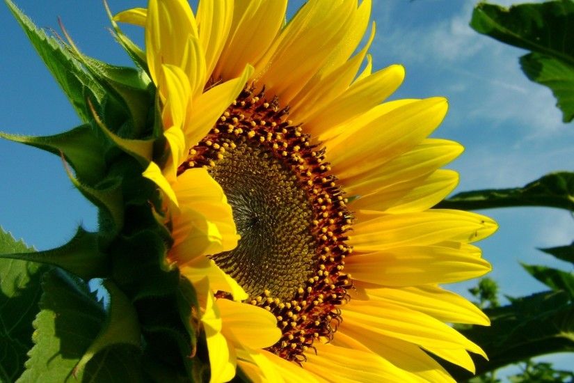 Sunflower Photos