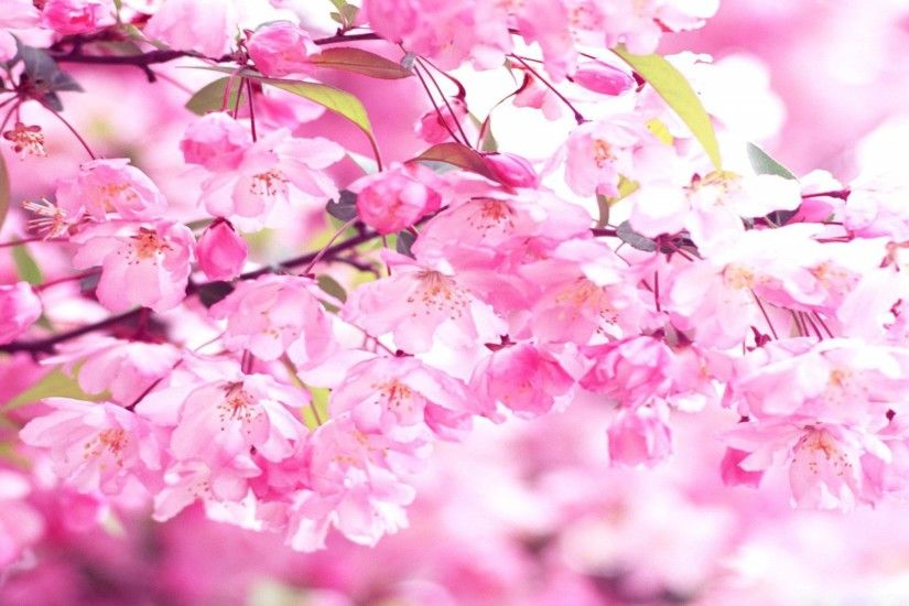 stunning blossom wallpaper cherry