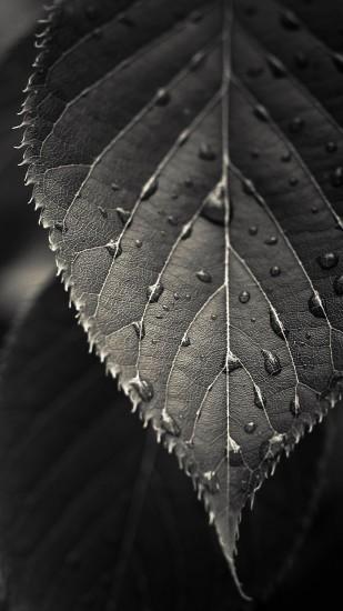 Black And White Closeup Leaf Dew Drops Android Wallpaper ...