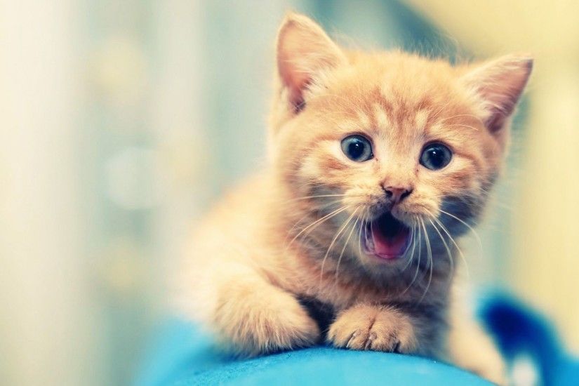 Cute Cat Animal for Desktop Background Full Screen Wallpaper