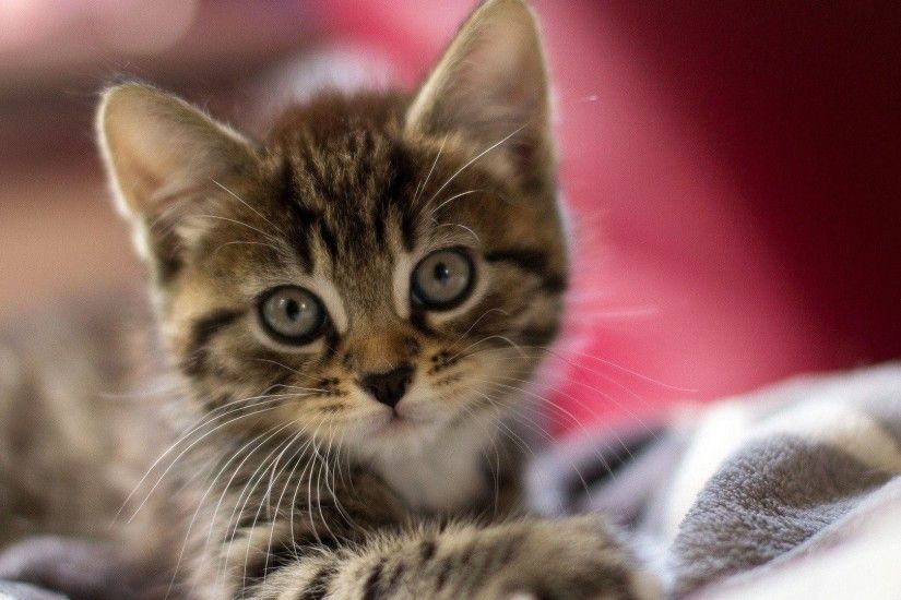 Cute Kitten Backgrounds Images Hd Wallpapers 1366x768PX .