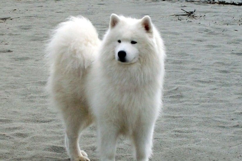 Samoyed Tag - Samoyed Dogs Dog Canine Pitbull Desktop Wallpaper for HD 16:9  High