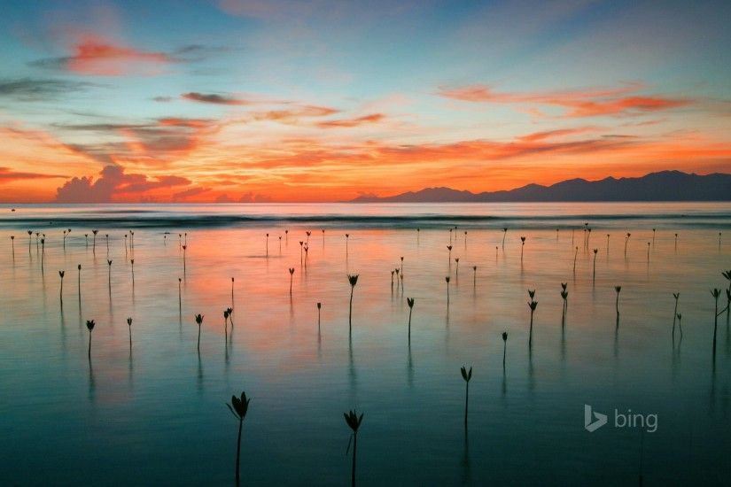 Bing's Homepage Gallery Offers The Most Beautiful Wallpapers Imaginable