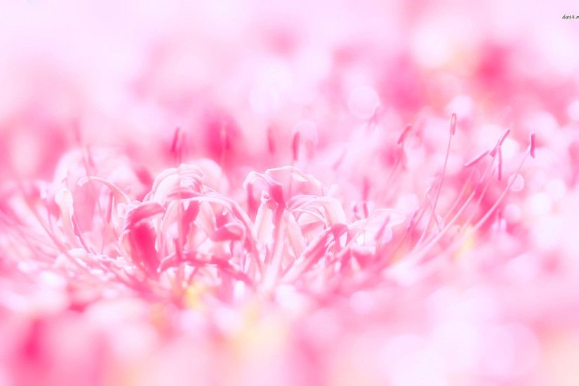 <b>Flower Pink Background</b> Vector Art | Free Vector Graphics