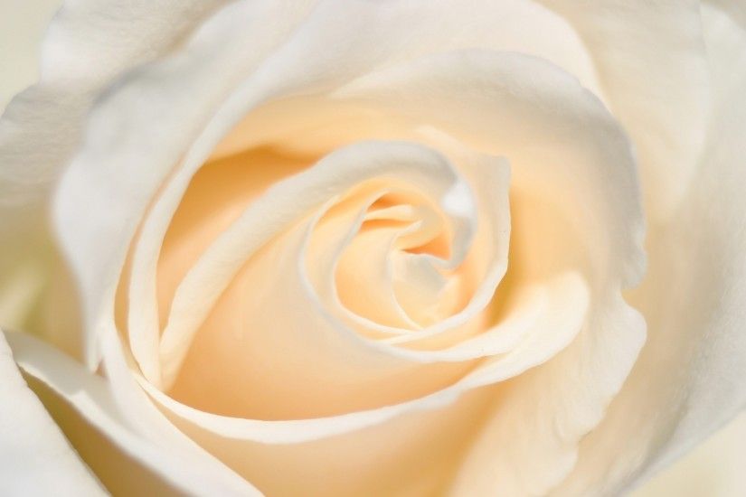 white rose flower up close wallpaper 10511