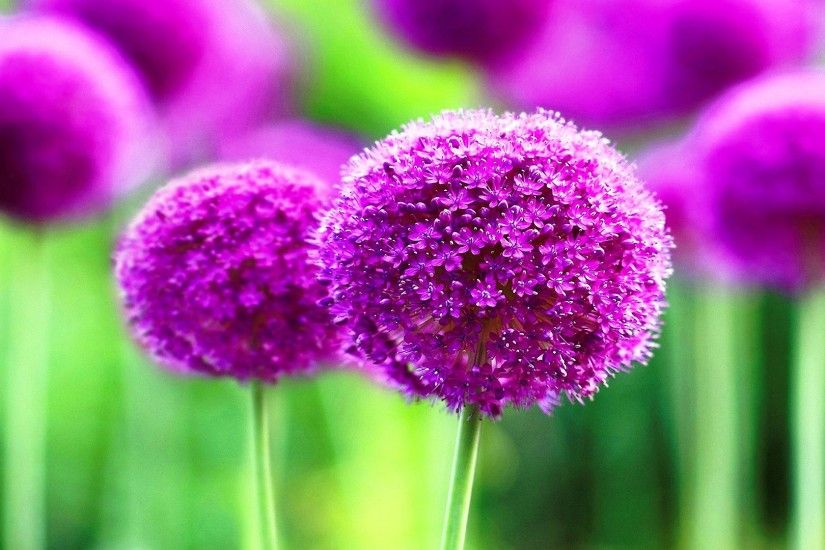 ... Cute Purple Flower #6910785 Pretty Flowers Wallpapers ...