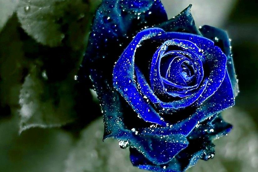 Blue Roses 29659