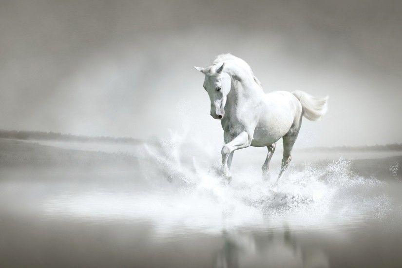 Beautiful White Horse. Beautiful White Horse Desktop Background