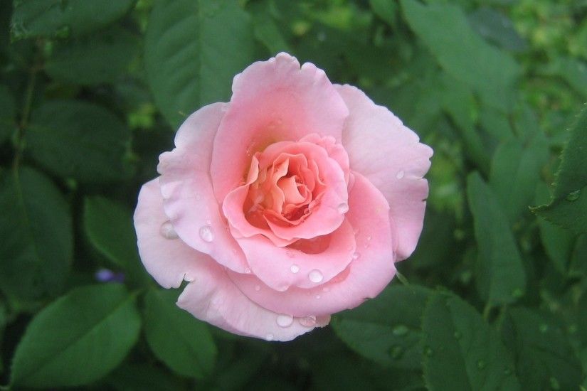 soft pink rose. Widescreen Wallpaper