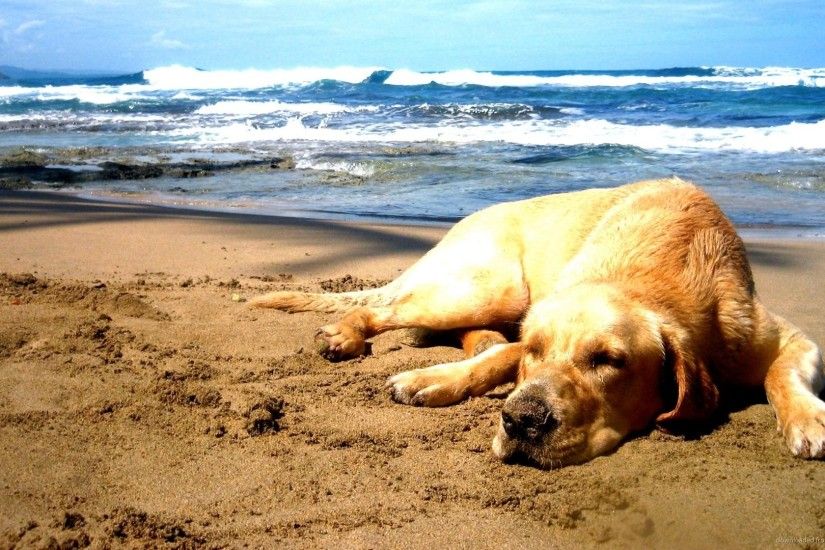 Golden retriever chilling at the beach for 1920x1080