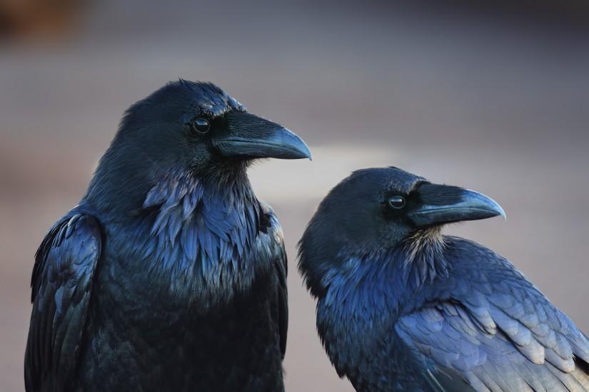 animals birds crow raven Wallpaper HD