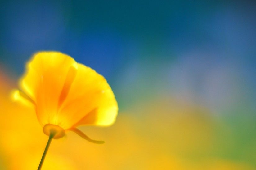 Yellow Flower wallpapers and stock photos