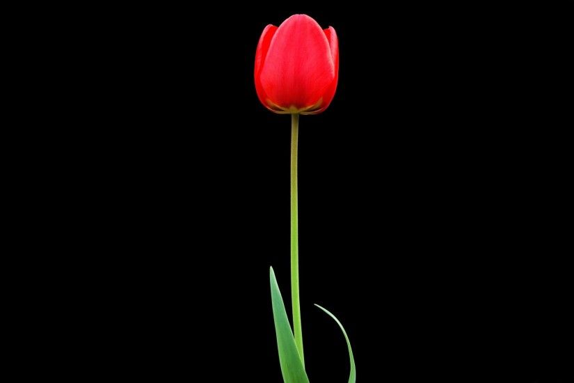 2560x1600 Wallpaper tulip, red, flower, one, black background