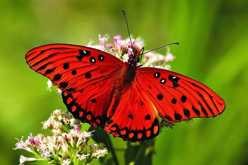 ... beautiful-butterflies-wallpaper-hd-butterfly-wallpaper-Photos-pics- ...