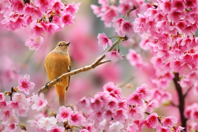nature, Birds, Animals, Flowers, Plants, Depth Of Field, Cherry Blossom  Wallpapers HD / Desktop and Mobile Backgrounds
