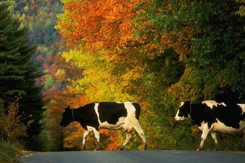 Beautiful Cow Crossing Road HD Wallpapers