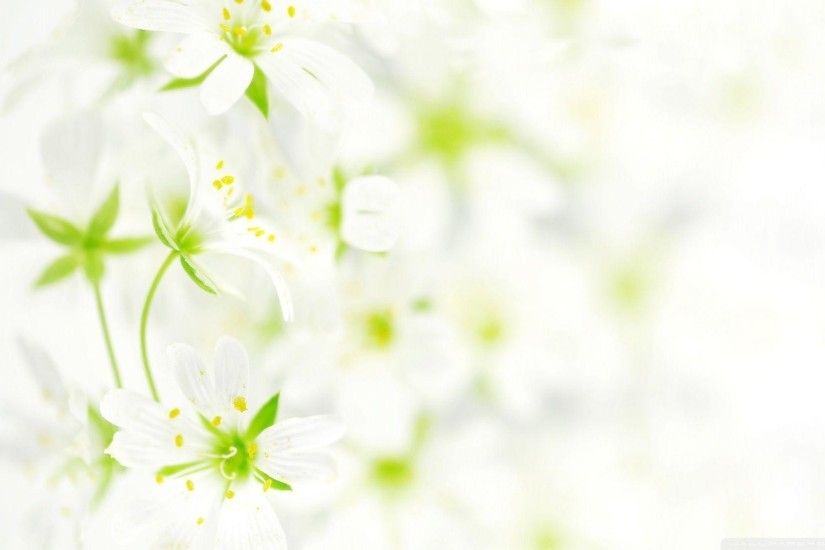 white flower wallpaper - DriverLayer Search Engine