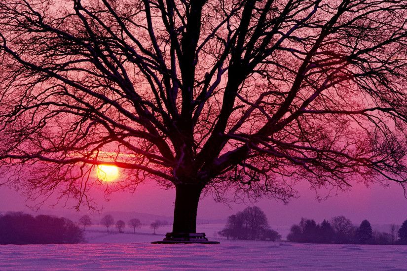 Sunset Winter Trees Desktop Background