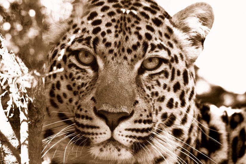 Free Leopard Background 18413