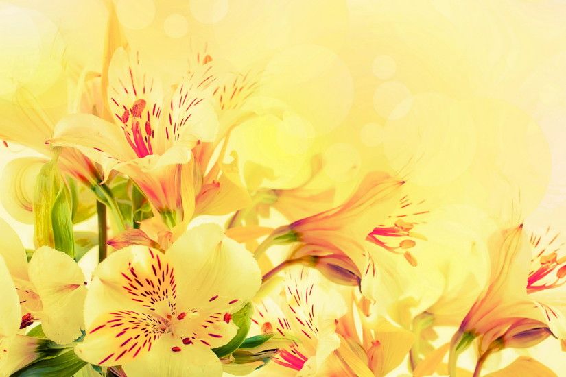 Yellow Flower Wallpaper HD Wallpaper