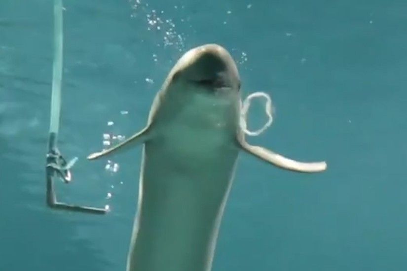 These Talented Beluga Whales Can Bubble Rings