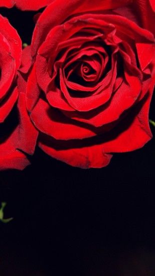 1440x2560 Wallpaper roses, flowers, buds, red, black background