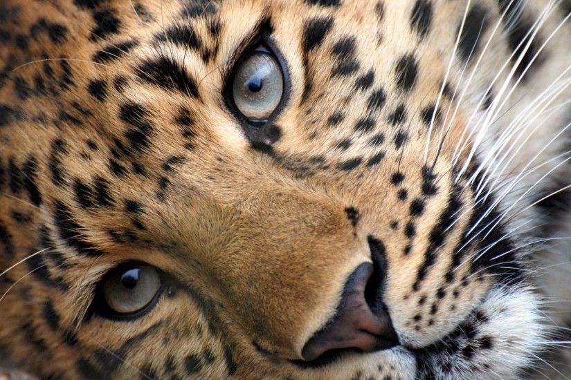 Cute Leopard Background 18410