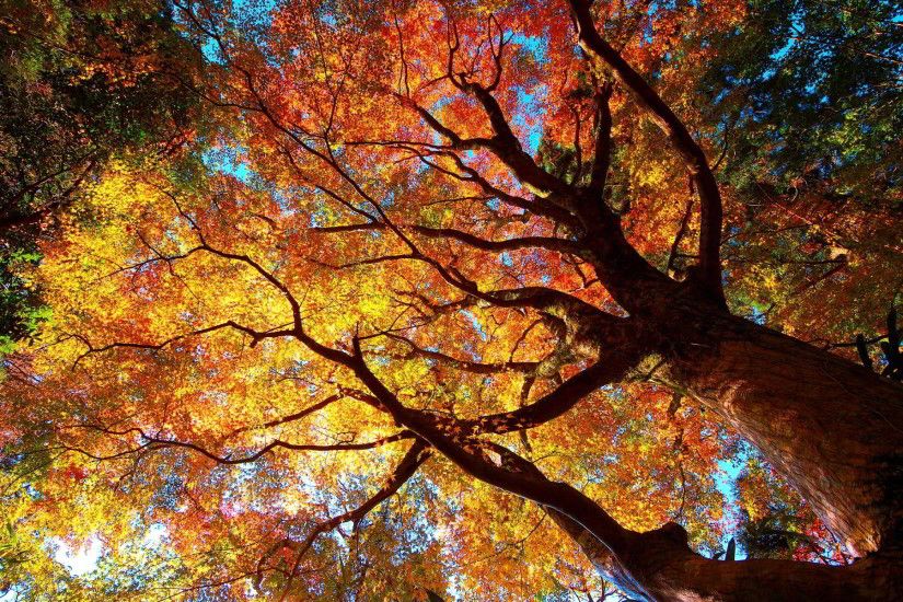 autumn tree forest. Â«Â«