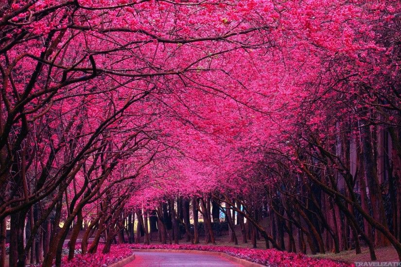 Images For > Pink Trees Wallpaper | Trees | Pinterest | Trees, Flower  backgrounds and Tree wallpaper