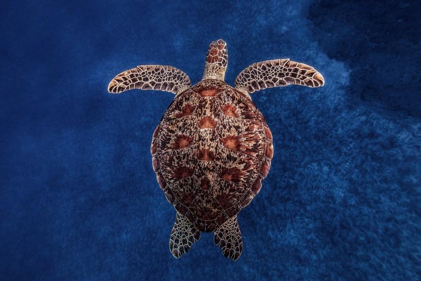 Animal - Turtle Wallpaper
