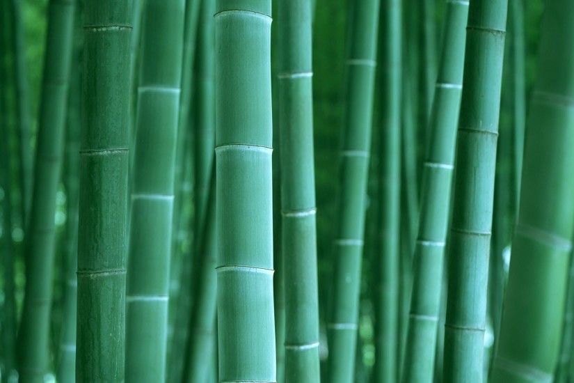 Bamboo Desktop Wallpaper 1947