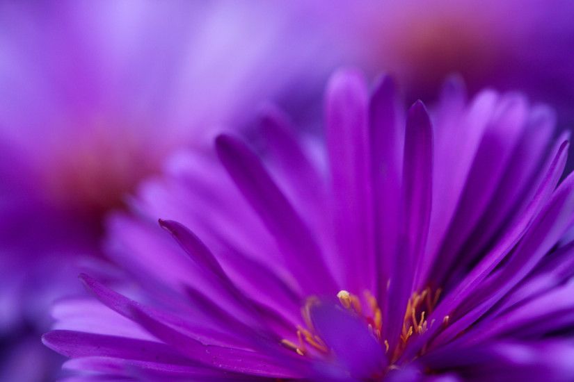 Zoom Purple Flower