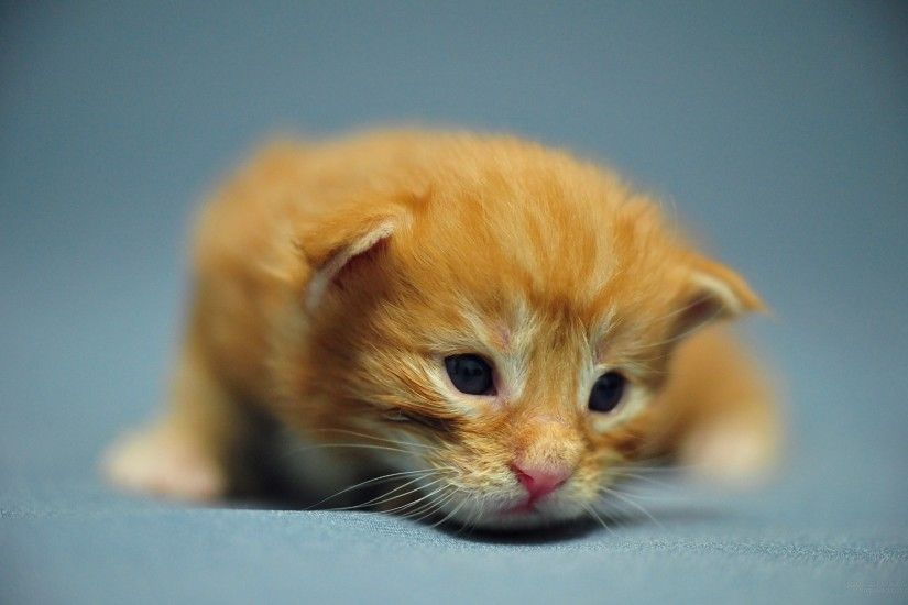 Kitten Clipart