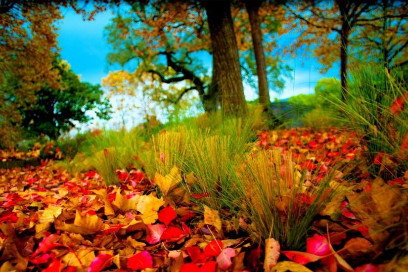Tumblr wallpapers 15 HD Collections fall-leaves-images