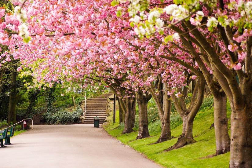 Sheffield england great britain tree bloosom pink park garden wallpaper |  2000x1329 | 143888 | WallpaperUP