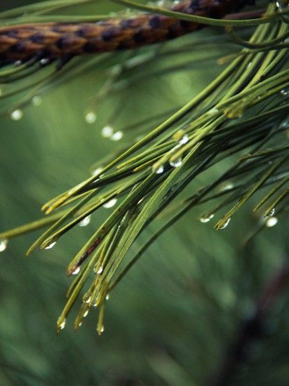 Dew on Pine Tree