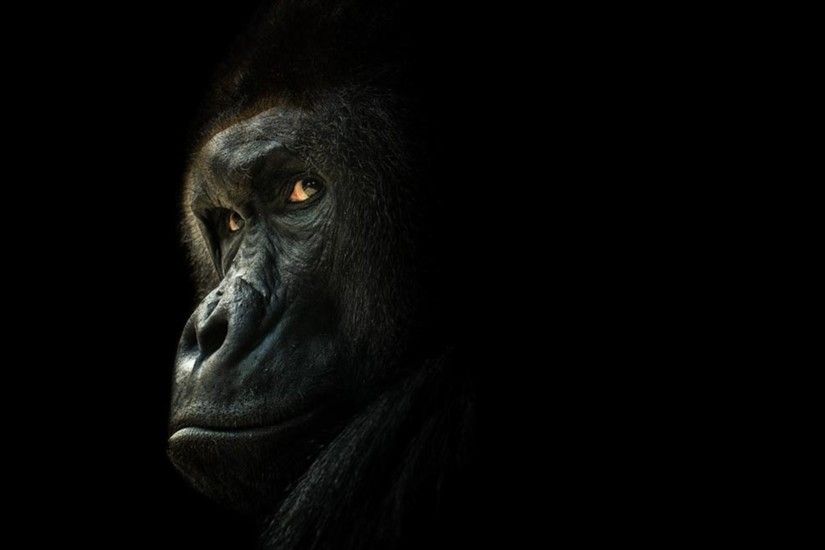 About Life | Marrowroot Gorilla Wallpaper (71+ images) ...