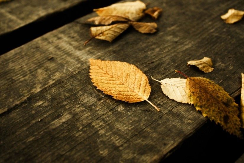 Sfondi Desktop gratis Â· Animali e Natura Â· Natura Autumn wallpapers -  fallen leaves
