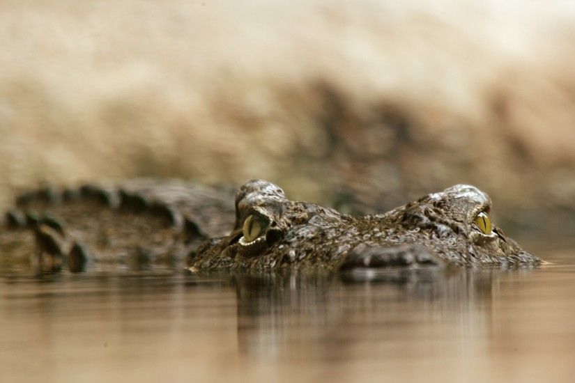 The 2nd wallpaper with alligator is shared free under CC0 license by  courtesy of Christine Sponchia