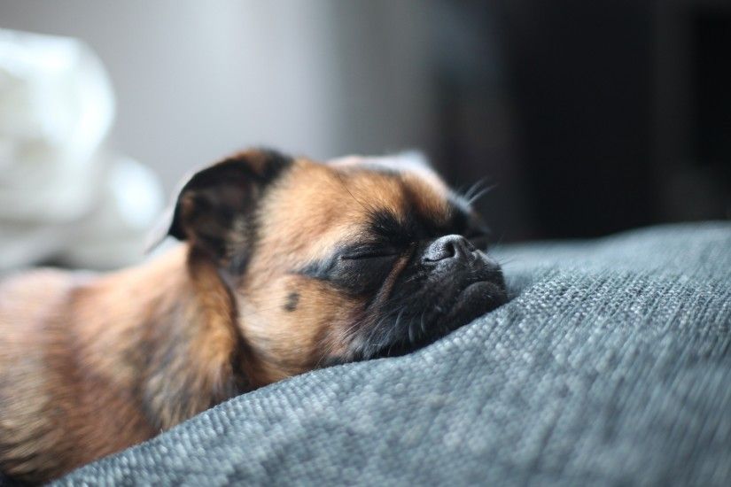 Cool Sleeping Pug Puppy Wallpaper