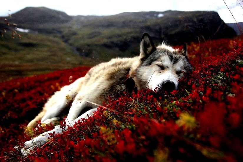 Siberian Husky red flowers