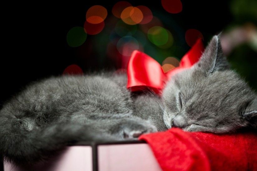 christmas bow red animals cats kittens whiskers sleep cute wallpaper .