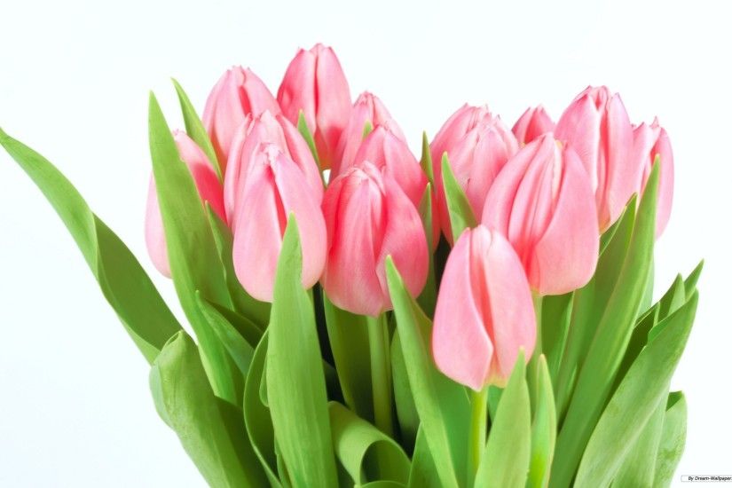 pink tulip wallpapers for mobile | Beauty of Nature | Pinterest | Pink  tulips