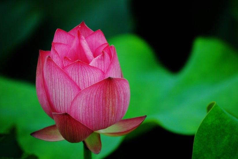 Blooming Lotus Flower HD Wallpaper