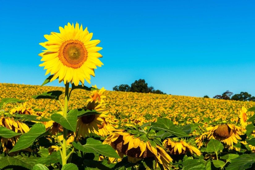 Sunflower Field Desktop Wallpapers High Quality Resolution