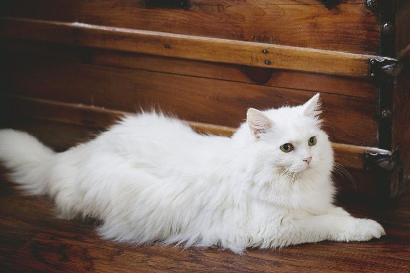 Elegant White Fluffy Cat HD Desktop Wallpaper