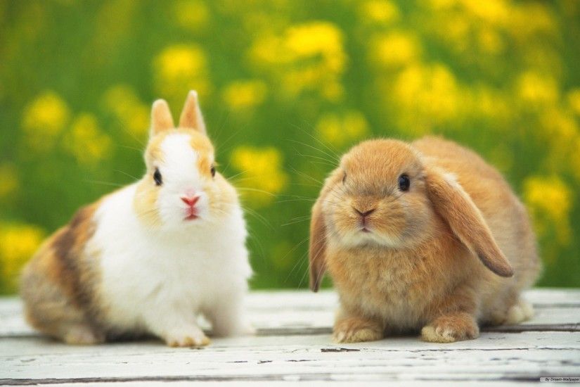 Awesome Rabbit Wallpapers HD Pictures