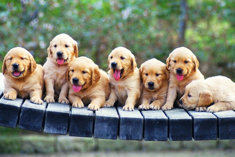 Golden Retriever Puppies Wallpaper